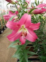 [5186 Competition VWS No01.JPG]